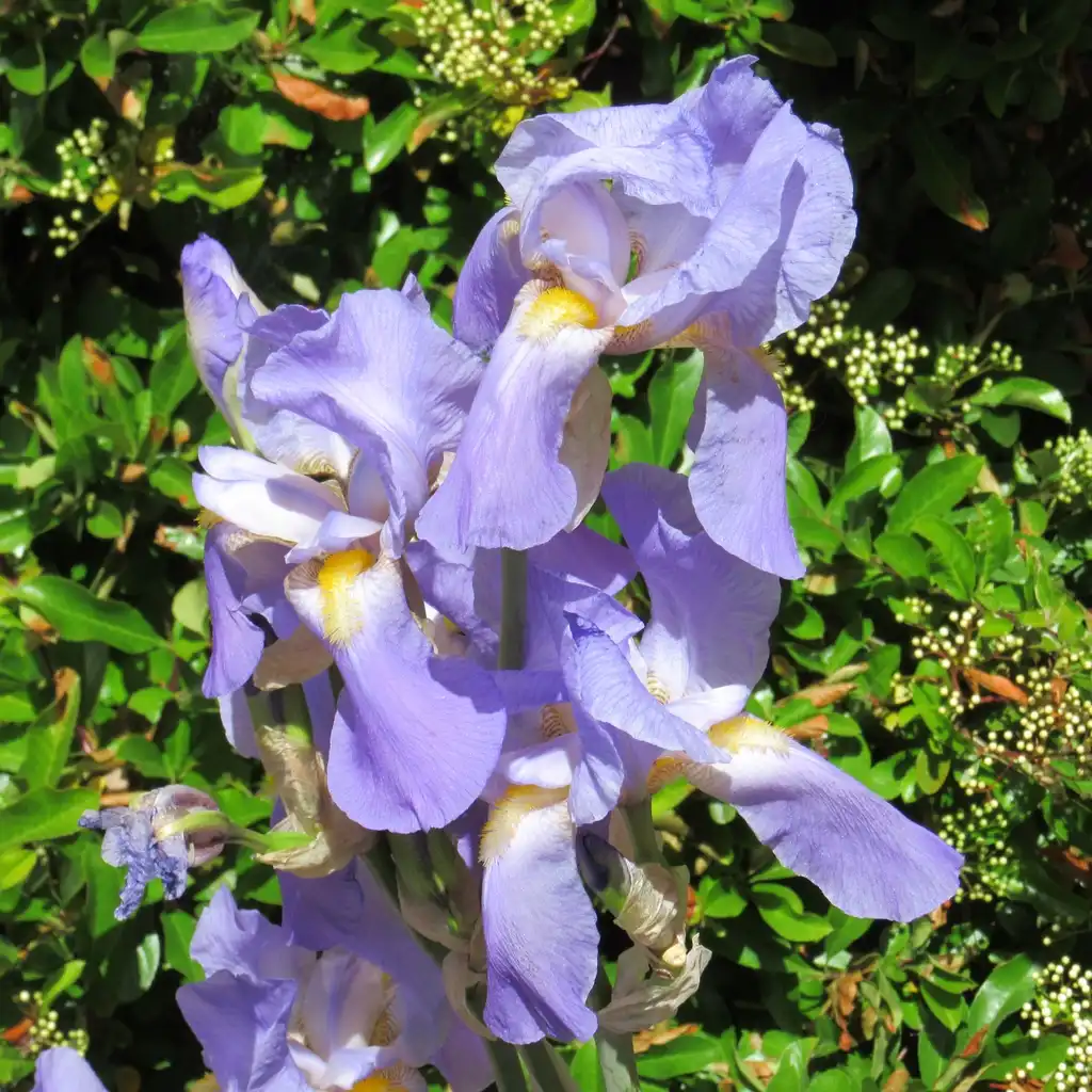 Photo of Iris x germanica - light purple flowers:Seanclen