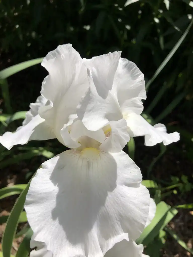 Photo of Iris x germanica - 'Immortality' Flower Close-up (Wake County, NC):Cathy Dewitt