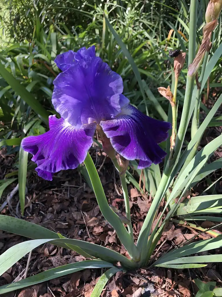 Photo of Iris x germanica - Bloom (Wake County,NC):Cathy Dewitt