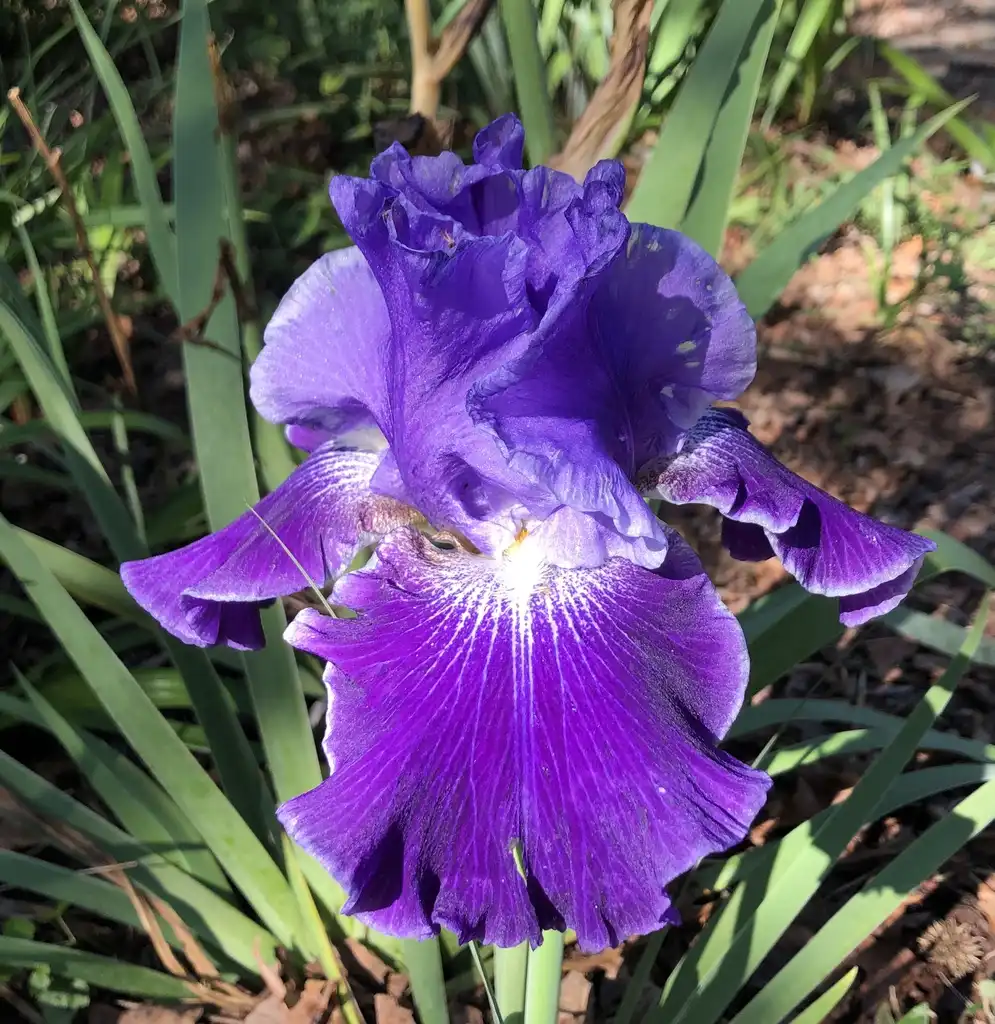 Photo of Iris x germanica - Bloom close-up (Wake County,NC):Cathy Dewitt