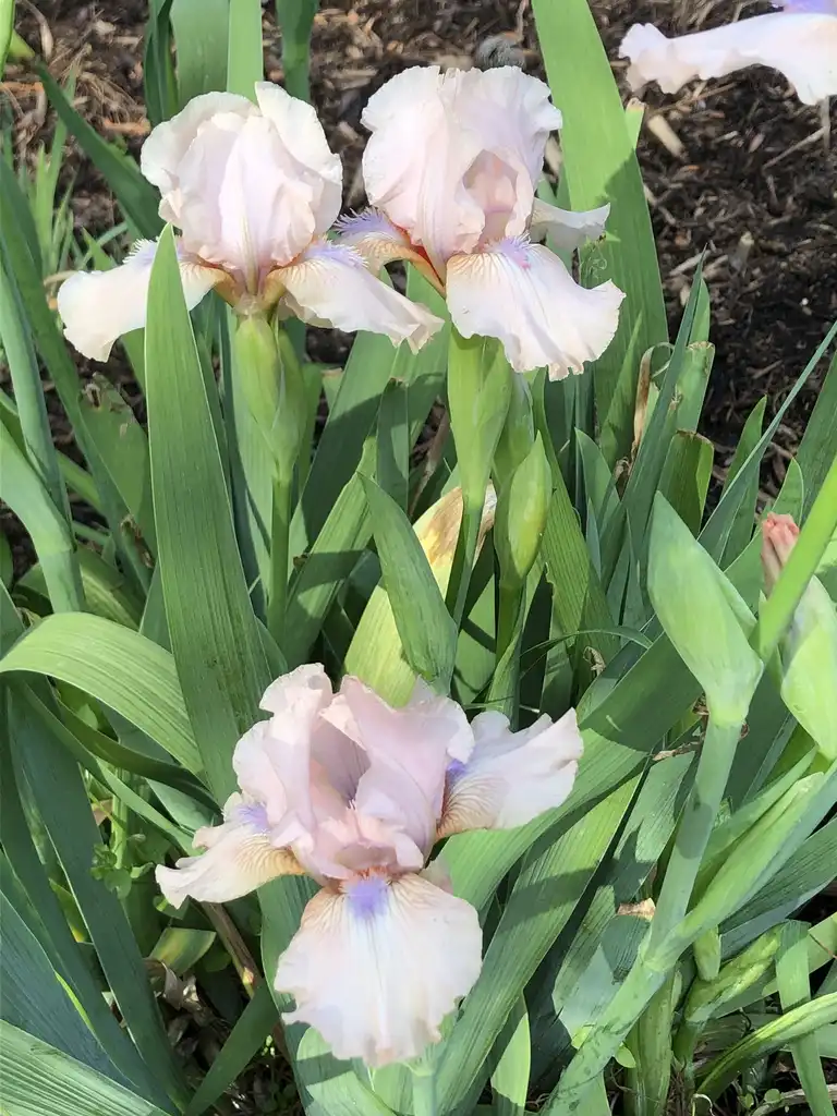Photo of Iris x germanica - 'Concertina' Flower and Leaves (Wake County, NC)-Spring:Cathy Dewitt