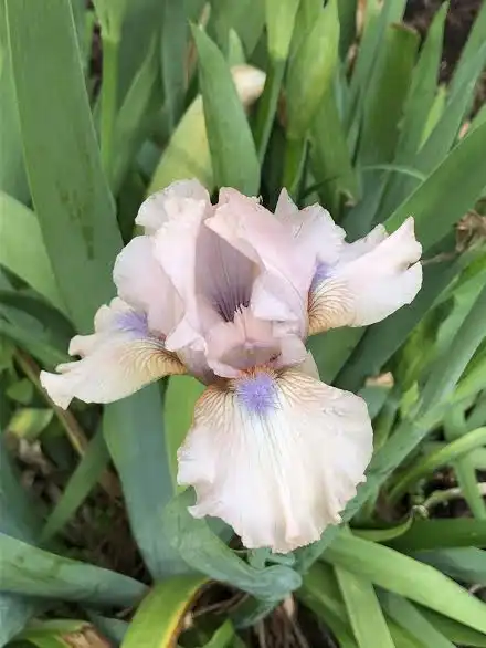 Photo of Iris x germanica - 'Concertina' Flower Close-up (Wake County, NC)-Spring:Cathy Dewitt