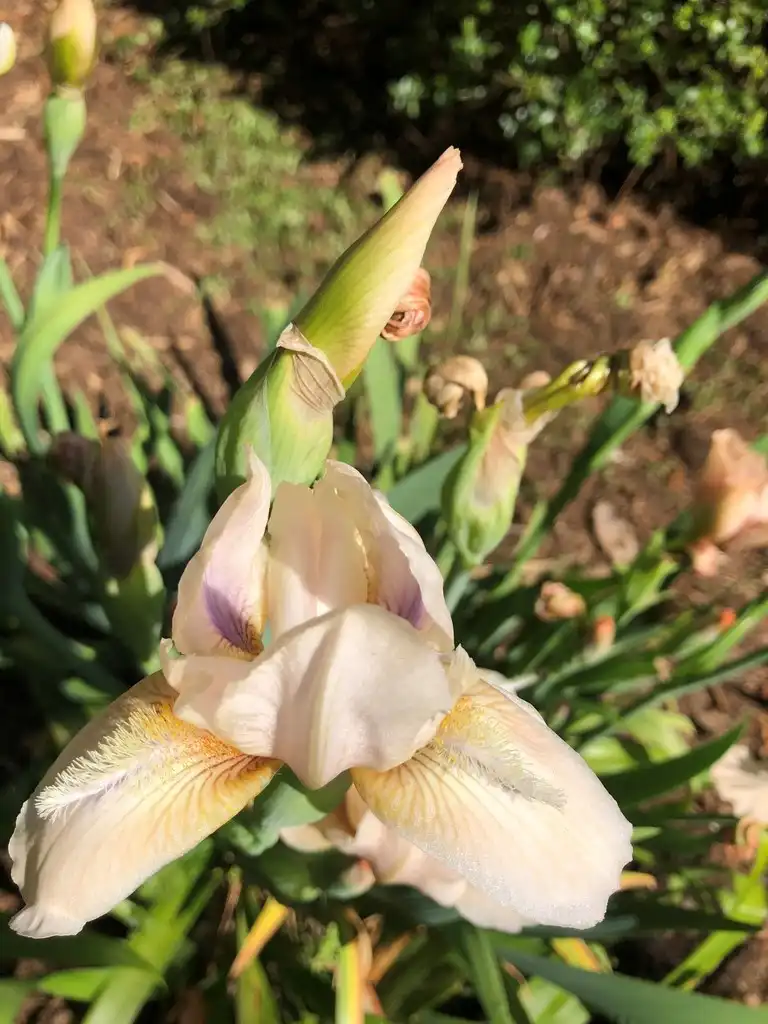 Photo of Iris x germanica - 'Concertina' Flower (Wake County, NC)-Mid Spring:Cathy Dewitt