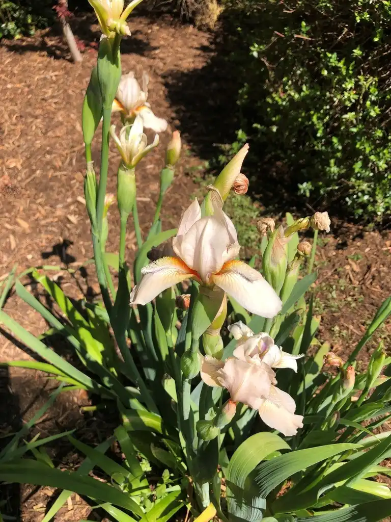 Photo of Iris x germanica - Flowering (Wake County, NC)-Mid Spring:Cathy Dewitt