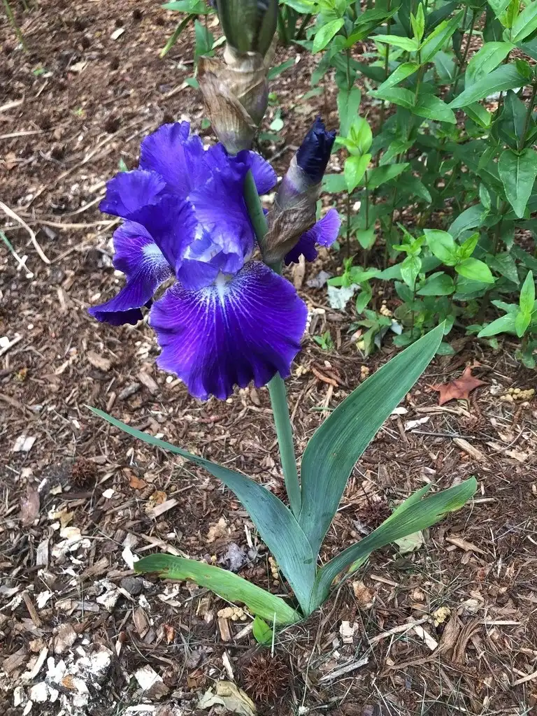 Photo of Iris x germanica - Reblooming (Wake County, NC):Cathy Dewitt