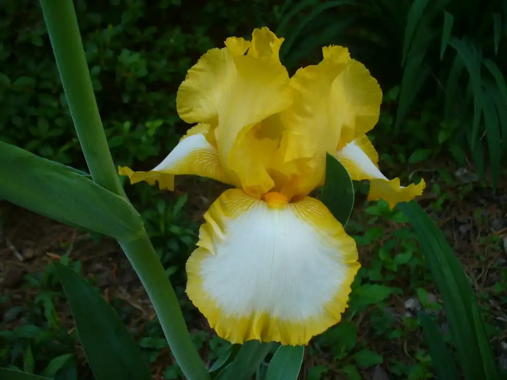 Photo of Iris x germanica - flower in the spring in Moore County:Susan Strine