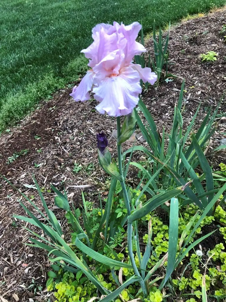 Photo of Iris x germanica - Flower (Wake County, NC)-Mid Spring:Cathy Dewitt
