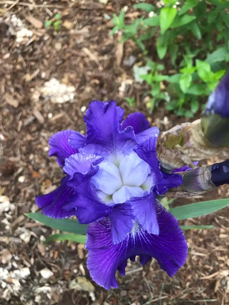 Photo of Iris x germanica - Reblooming inside (Wake County, NC):Cathy Dewitt
