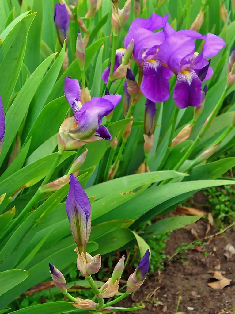 Photo of Iris x germanica - buds, leaves, and flowers:H. Zell