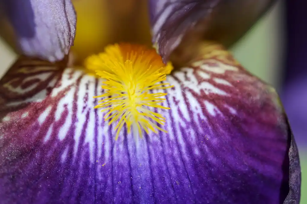 Photo of Iris x germanica - flower close up:Amada44