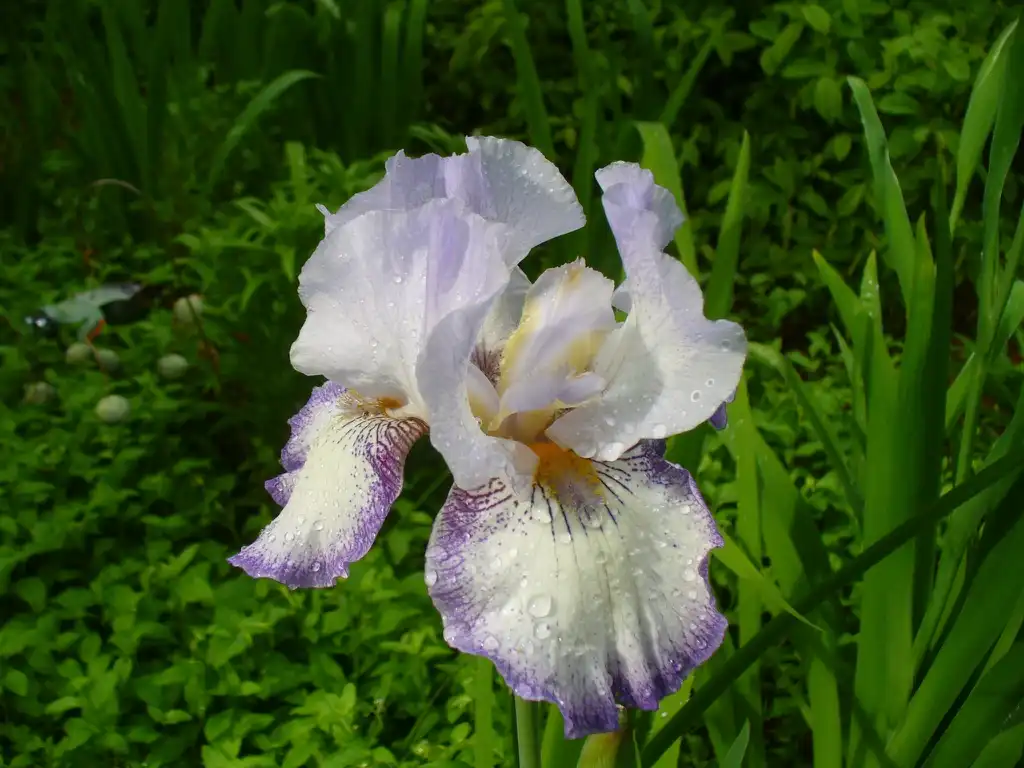 Photo of Iris x germanica - flower in the spring in Moore County:Susan Strine