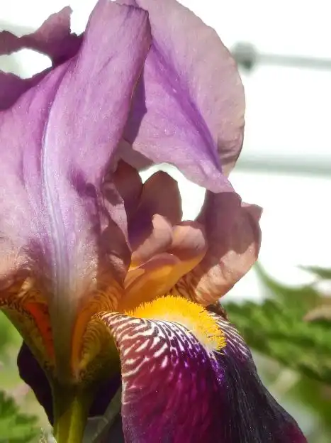 Photo of Iris x germanica - mauve flowers:Images pour des mots