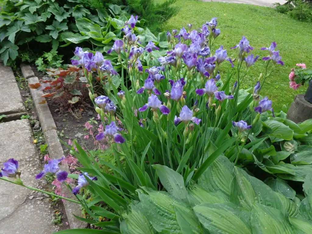 Photo of Iris x germanica - mass planting/ small group planting:AfroBrazilian