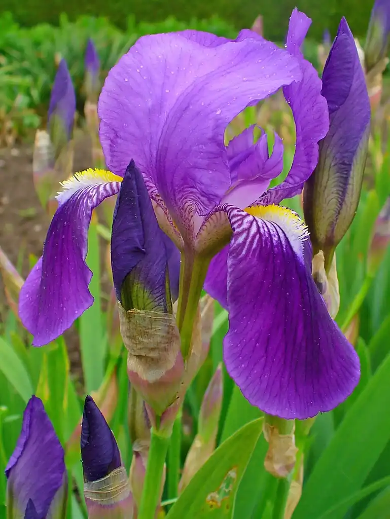 Photo of Iris x germanica - flower close up:H. Zell