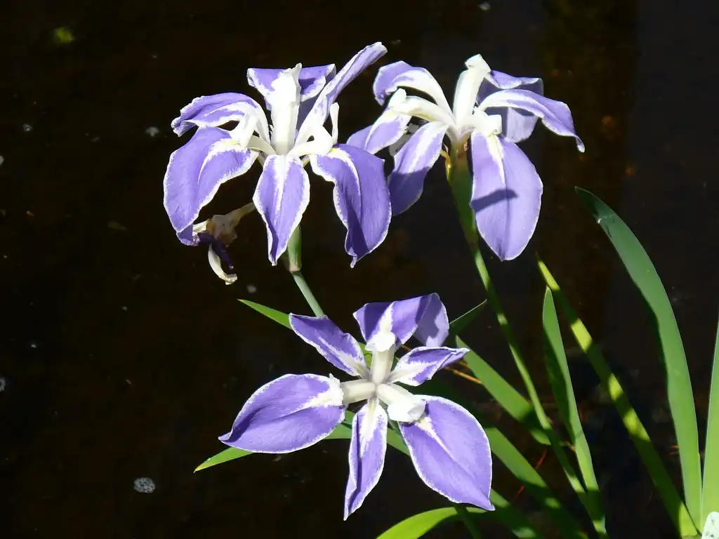 Photo of Iris (Iriss)