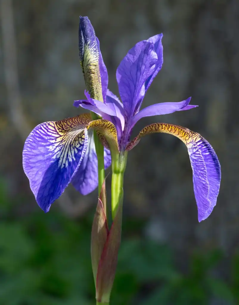 Photo of Iris (Iriss)