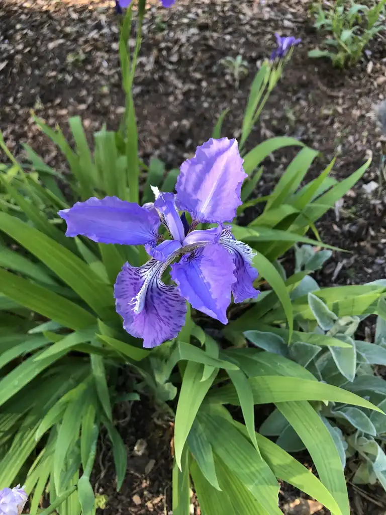 Photo of Iris - Flower Close-up (Wake County, NC):Cathy Dewitt