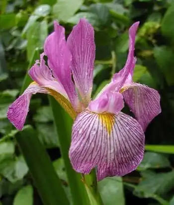 Photo of Iris - flower, Warren County, NC:Cathy Dewitt