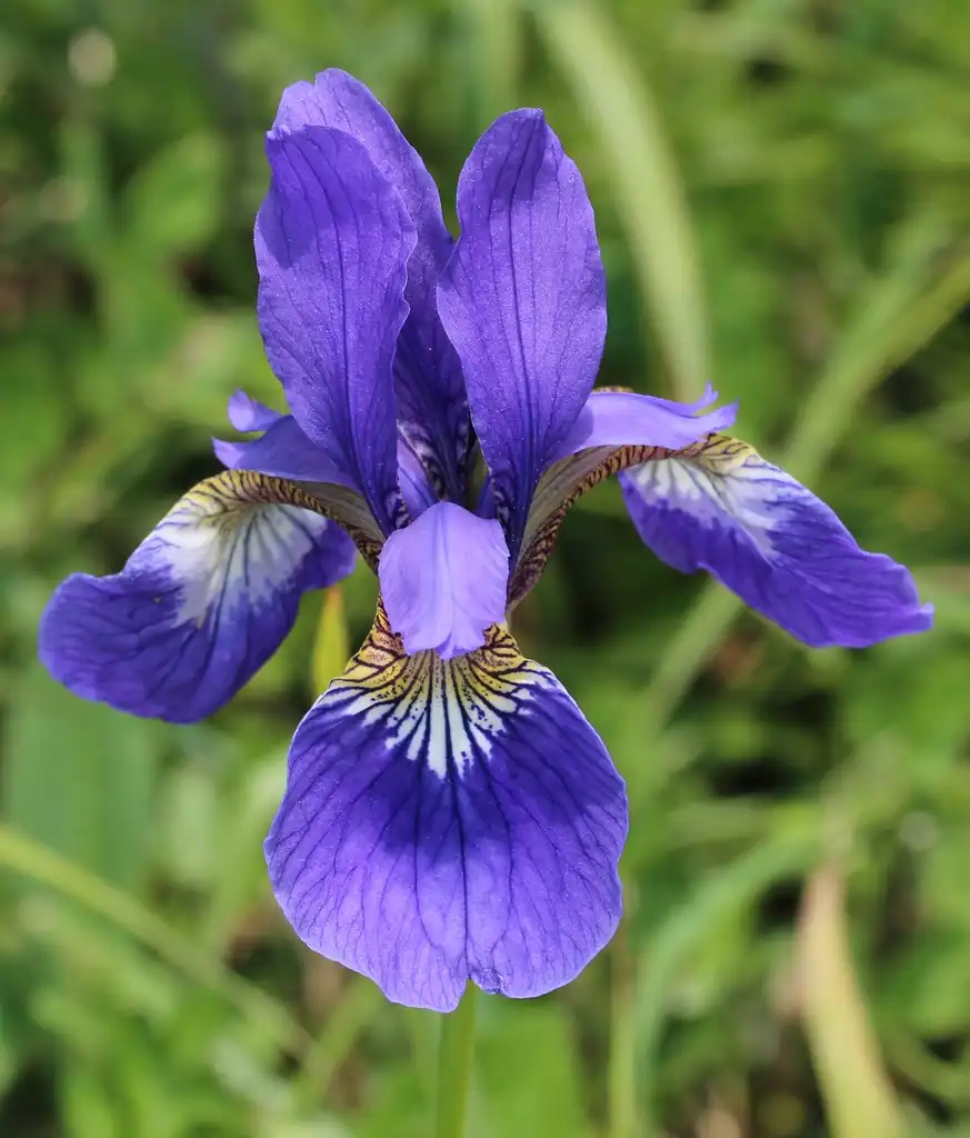 Photo of Iris - Iris sanguinea flower:Alpsdake