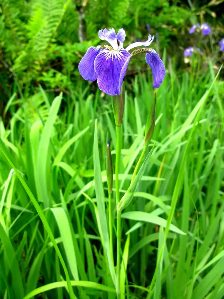Photo of Iris - Iris setosa flower:Qwert1234