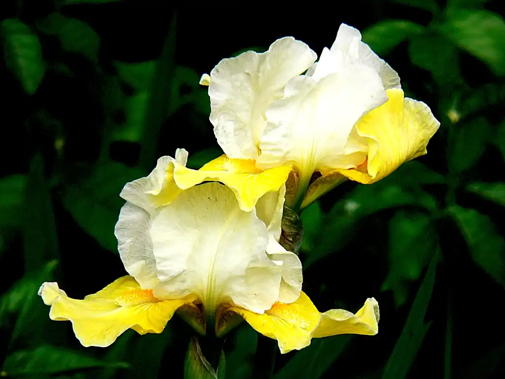 Photo of Iris - Yellow Iris flower:Bernard Spragg. NZ