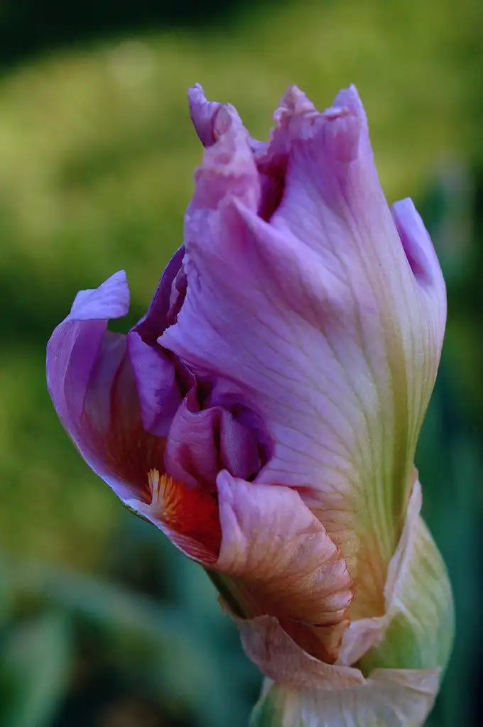 Photo of Iris - Purple iris flower budding:Donna Sutton