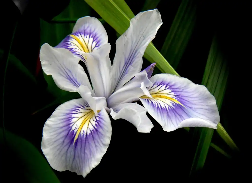 Photo of Iris - multicolored iris:Bernard Spragg. NZ
