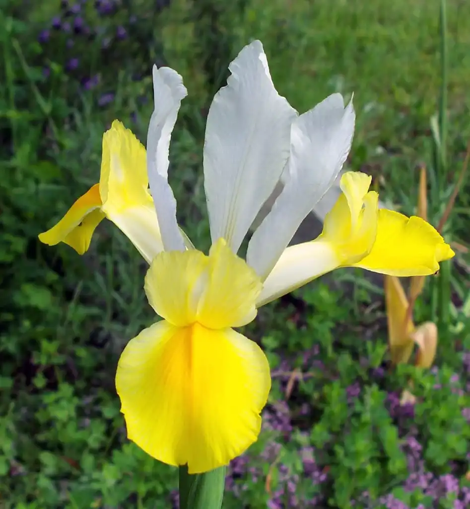 Photo of Iris - yellow and white iris:Christine Majul
