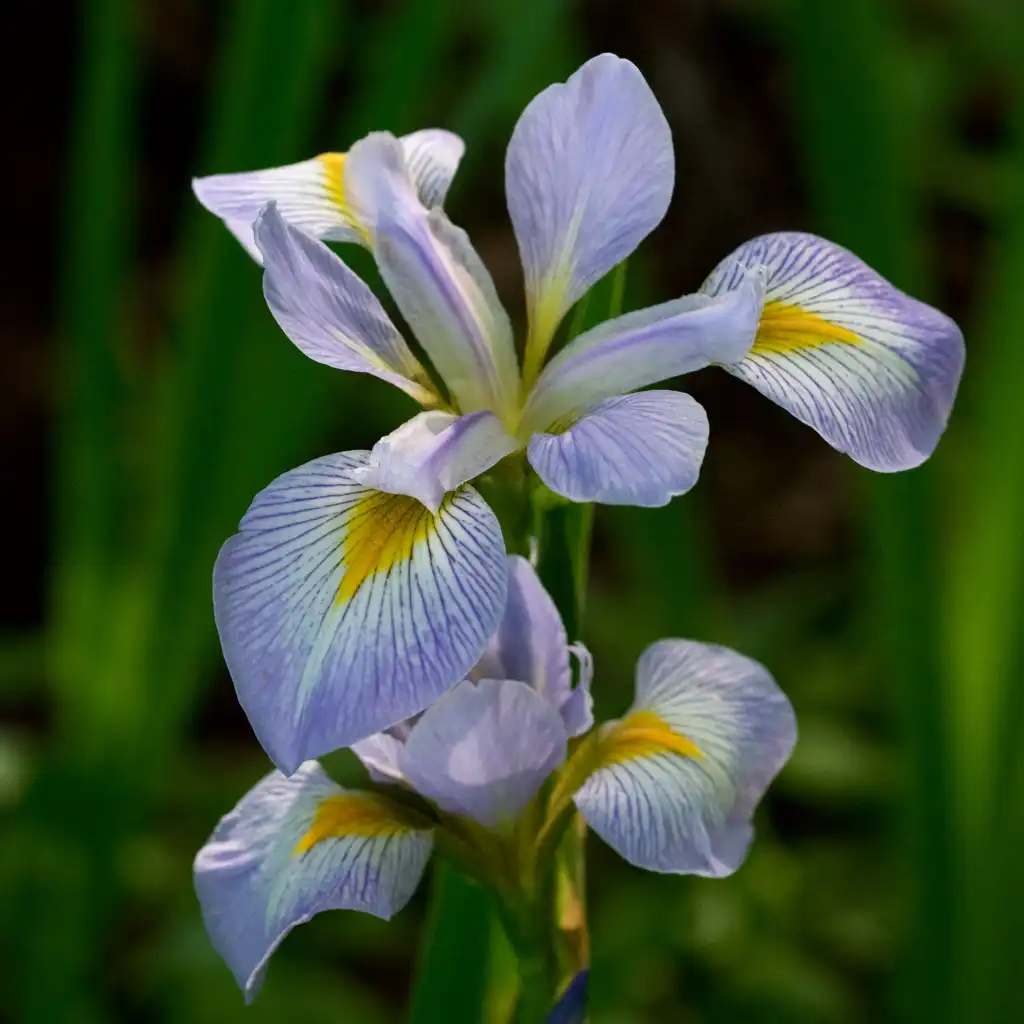 Photo of Iris - Iris virginica flower:Eric Hunt