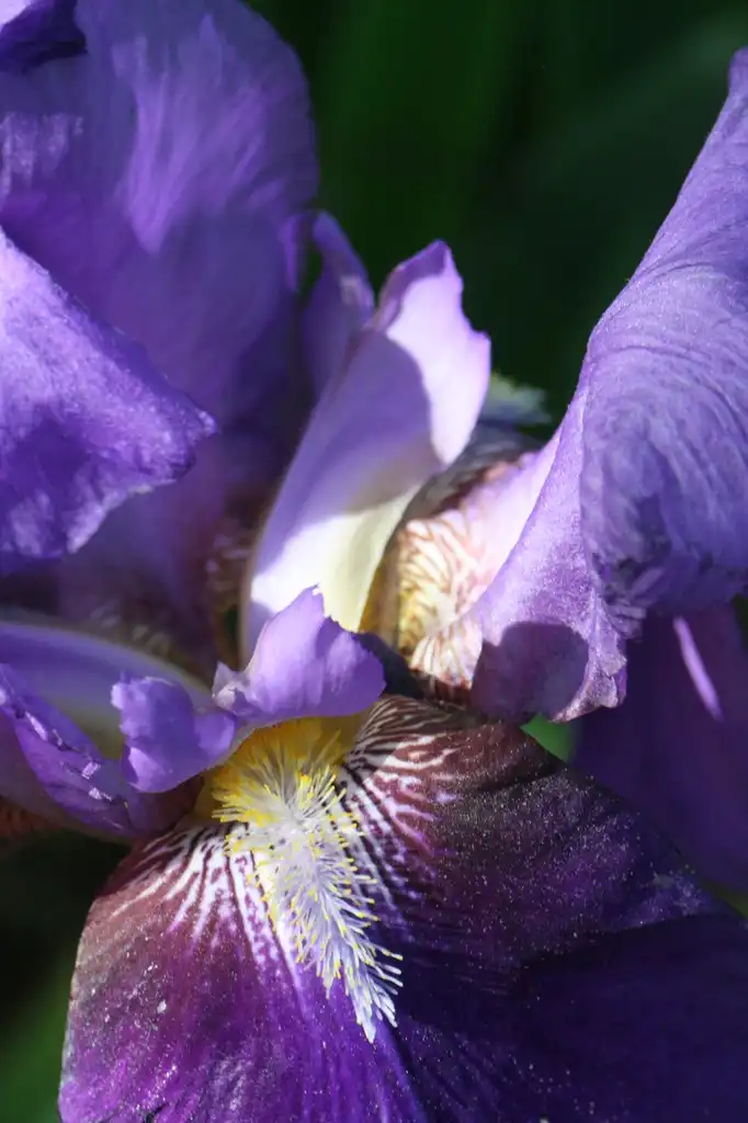 Photo of Iris - Iris x germanica:Chris Alberti