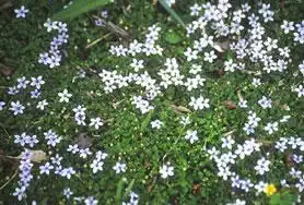 Foto de Isotoma fluviatilis (Isotoma fluviatiliss)