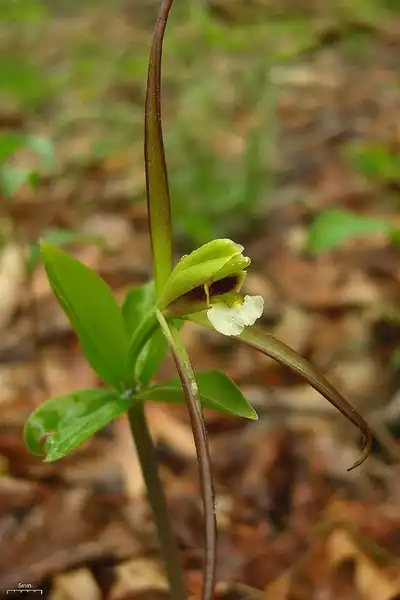 Photo of Isotria verticillata (Isotria verticillatas)