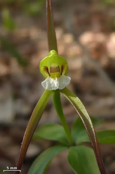 Photo of Isotria verticillata (Isotria verticillatas)