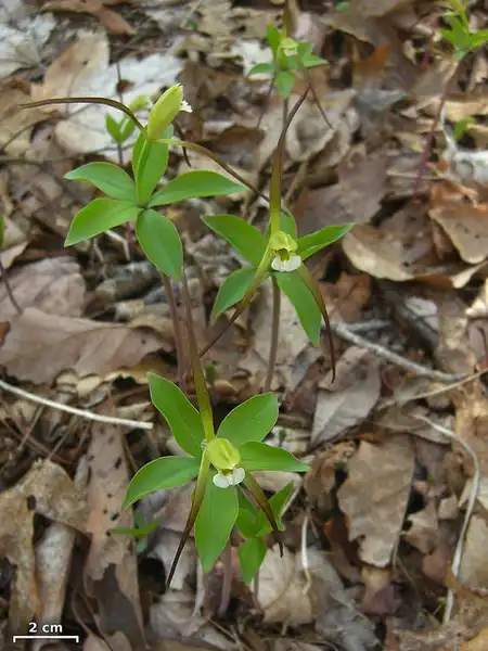 Photo of Isotria verticillata - In the woods:Jason Hollinger