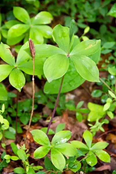 Photo of Isotria verticillata - Leaves:NC Orchid