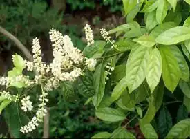 Фото Itea chinensis (Itea chinensiss)
