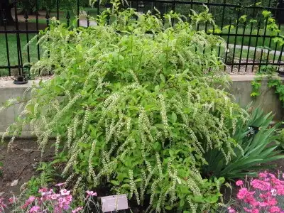 Photo of Itea virginica (Itea virginicas)