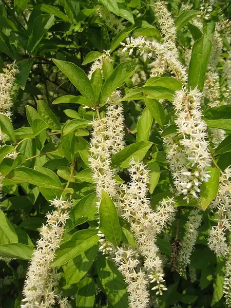 Photo of Itea virginica (Itea virginicas)