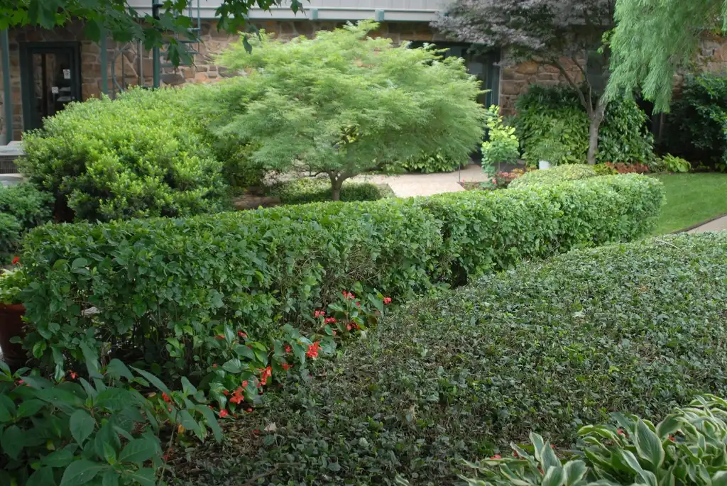 Photo of Itea virginica - Hedge:Jim Robbins