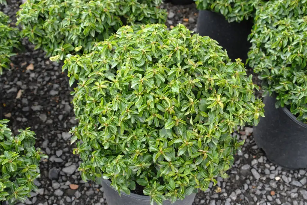 Photo of Itea virginica - 'Shirleys Compact' Form:Jim Robbins