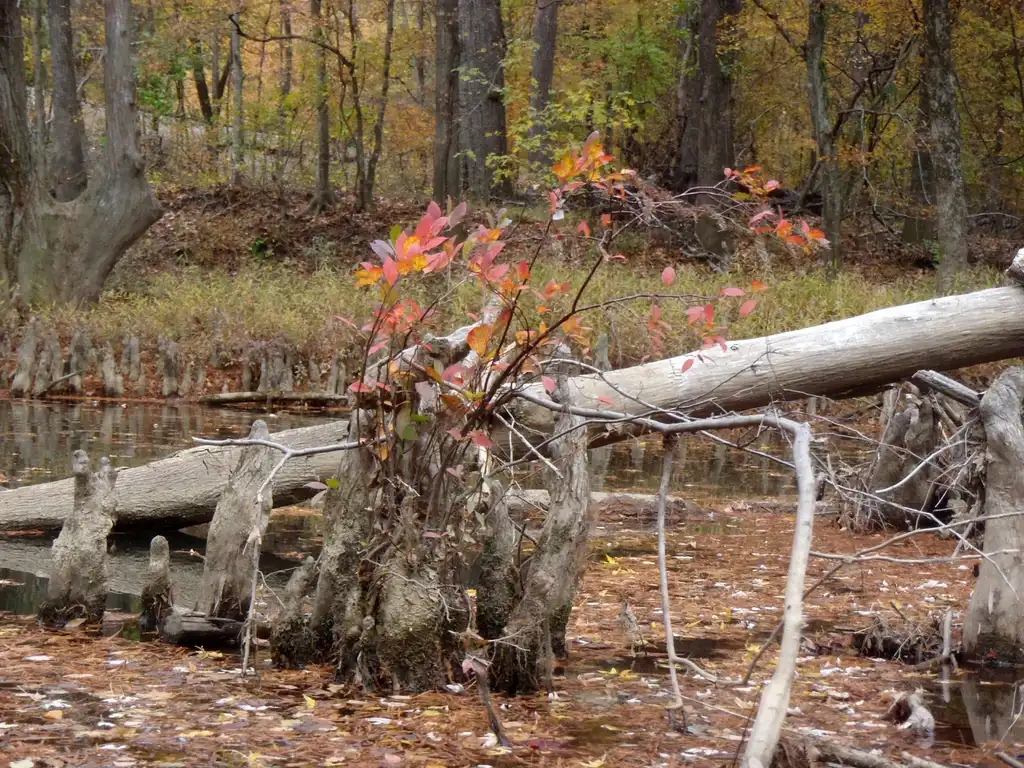 Photo of Itea virginica - Fall Color Form:Jim Robbins