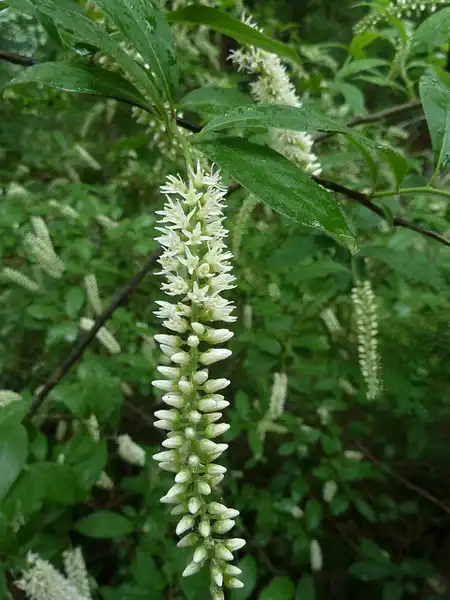 Photo of Itea virginica - Flower:Eleanor
