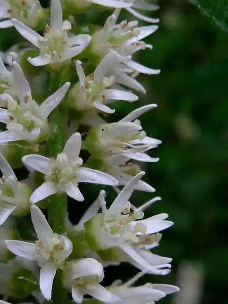 Photo of Itea virginica - Flowers close up:Eleanor