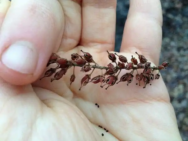 Photo of Itea virginica - Seeds:Fritz Flohr Reynolds