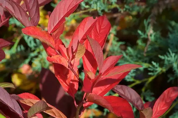 Photo of Itea virginica - Fall color:Distant Hill Gardens