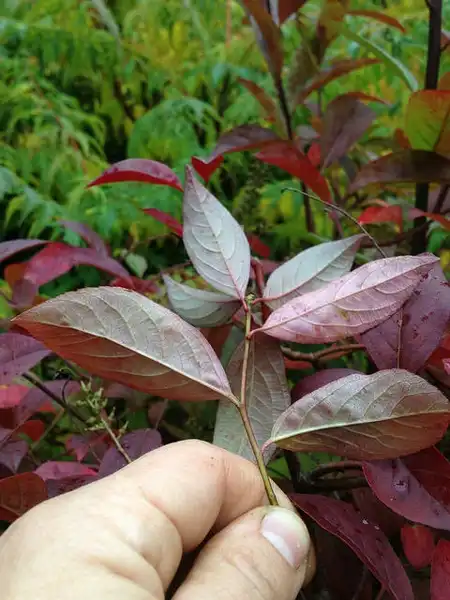 Photo of Itea virginica - Fall color:mpaola andreoni