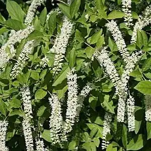 Photo of Itea virginica - Itea virginica leaf and bloom structure:Debbie Roos