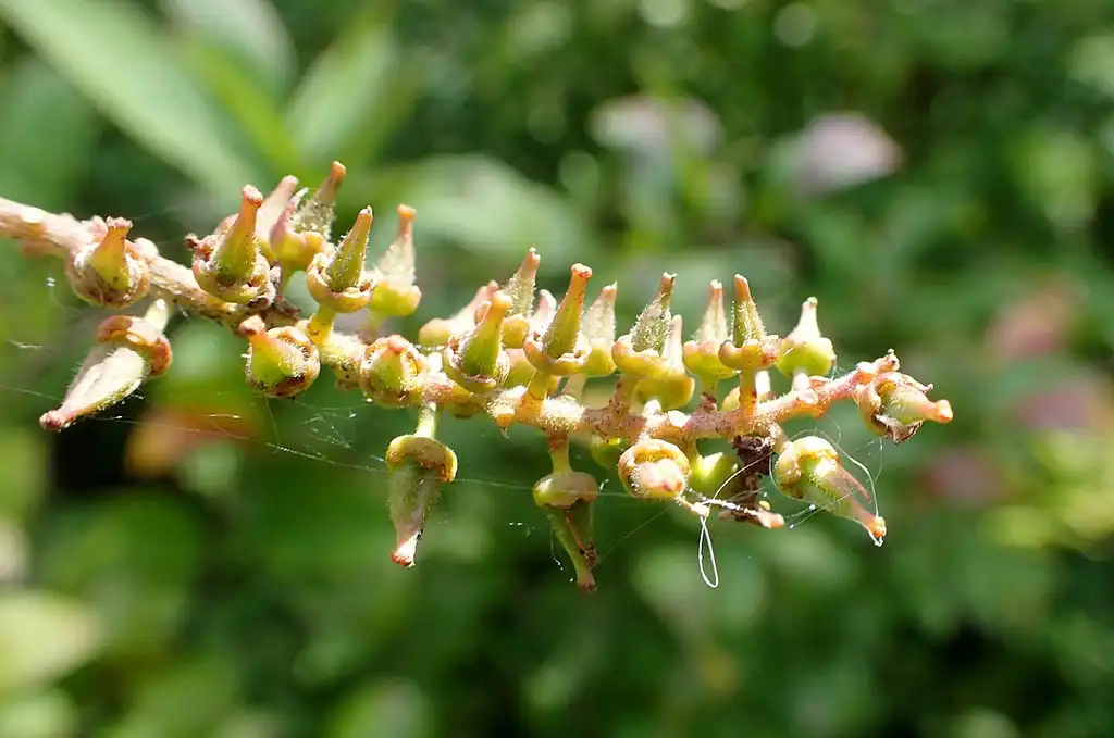 Photo of Itea virginica - Fruit:Krzysztof Ziarnek, Kenraiz