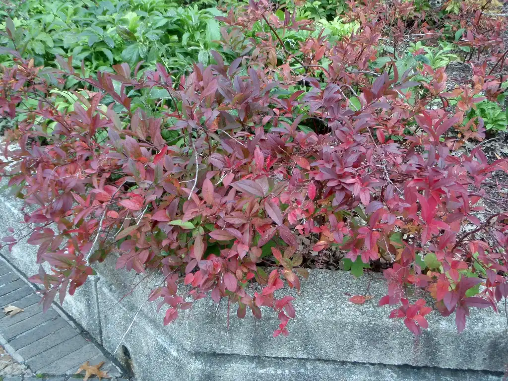 Photo of Itea virginica - Fall Form:Jim Robbins