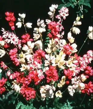 Photo of Ixia (Ixias)